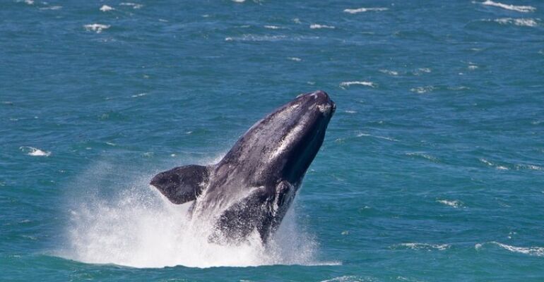 Hermanus Whale Watching and Wine Tasting
