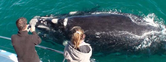 Whale Watching Wine Tasting and Penguins From Cape Town - Private Tour