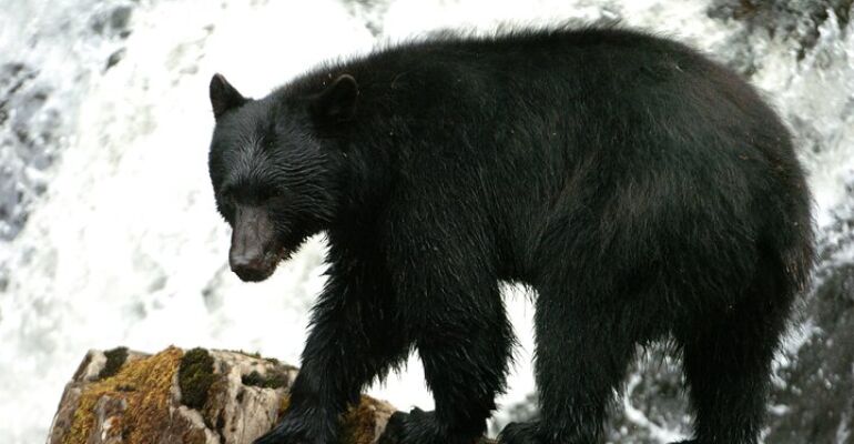 Ketchikan Guided Bear Observation Tour