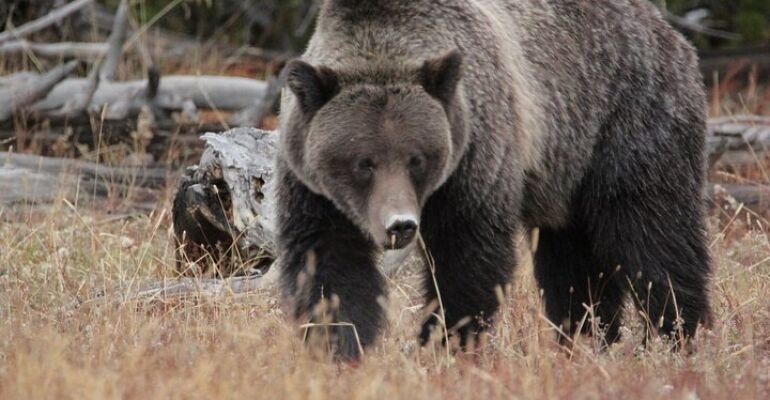 Grand Teton Wildlife and Scenic Tour