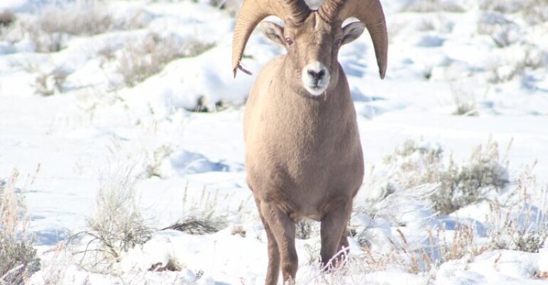 Jackson Hole Wildlife Viewing Adventure