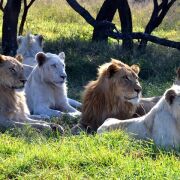 Safari & PheZulu Village Day Tour from Durban