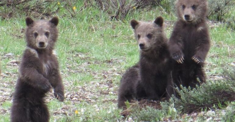 Grand Teton Wildlife Habitat Guided Tour
