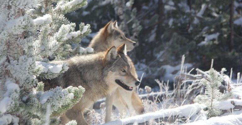Yellowstone National Park Guided Wildlife Tour