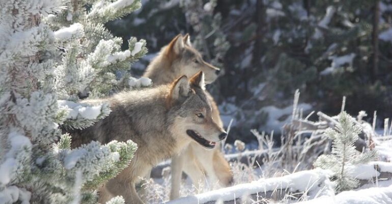 Wyoming Wildlife and Wolf Watching Tour