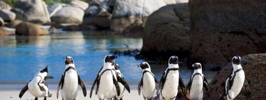 African Penguins, Cape Point & Constantia Wine tasting Full Day Tour.