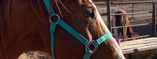 Grand Canyon Horseback Tour