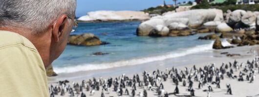 Penguin Colony at Boulders Beach with a Conservationist w/ Admission add-on
