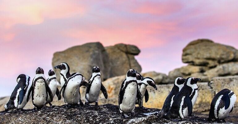 Cape Town Private Tour to Cape Point