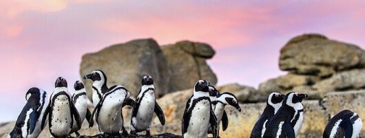 Cape Town Private Group Tour to Cape of Good Hope and Boulders Penguins Colony