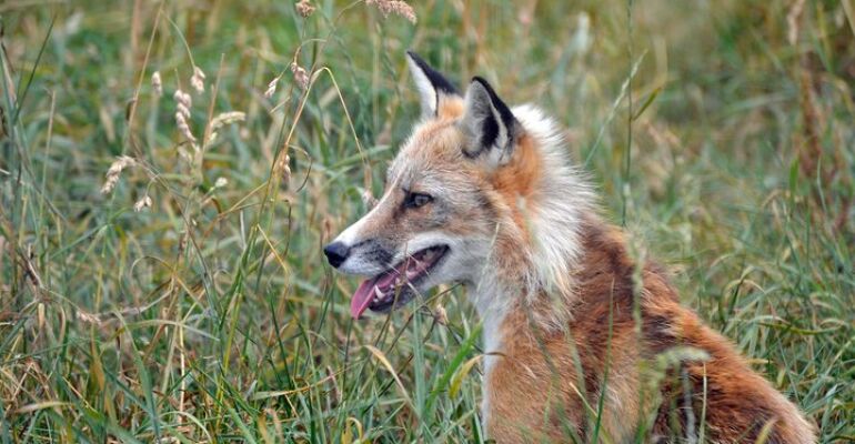 Stickney Fox Encounter at ARK Wildlife Park