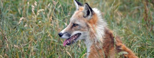 Fox Encounter for 2 people and park entry