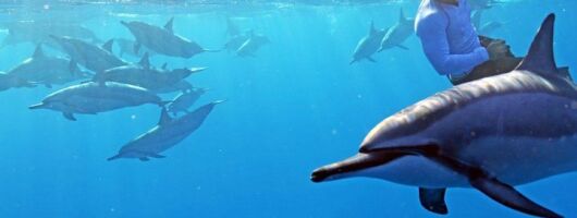 Private Dolphin Swim with Slide for up to 15 Passengers