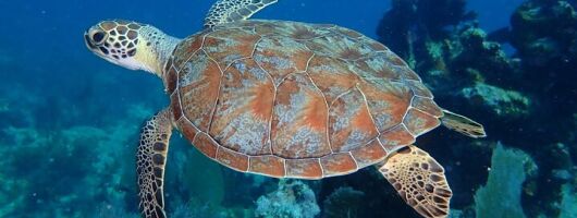 Coral Reef Half Day Snorkel Trip
