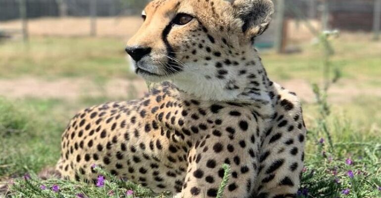 Stellenbosch Cheetah Encounter and Wine Tasting