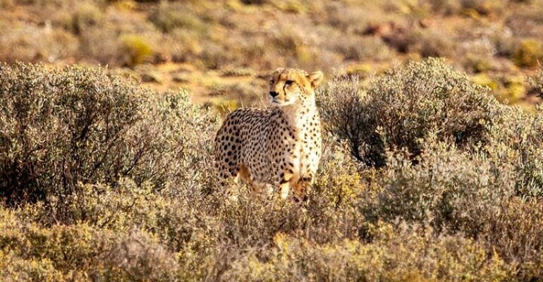Cape Town Safari and Wine Tasting Tour