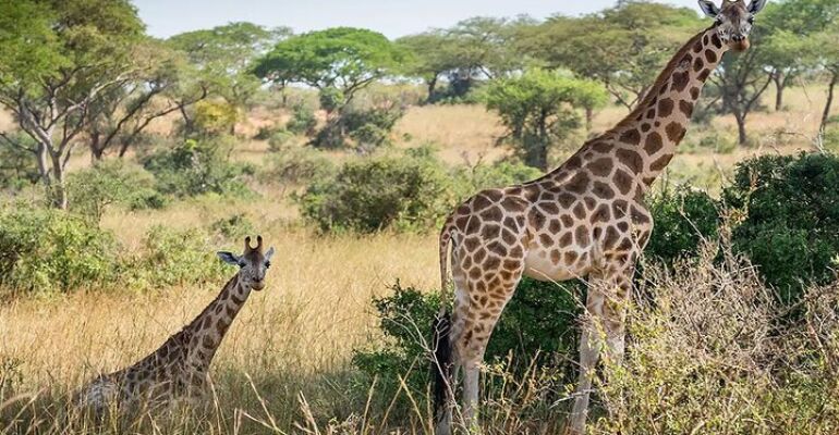 Cape Town Central Wildlife and Wine Tour