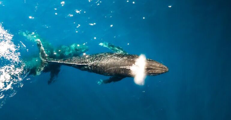 Hawaii Humpback Whale Watching Adventure