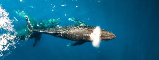 Private Whale Watching Tour of Oahu