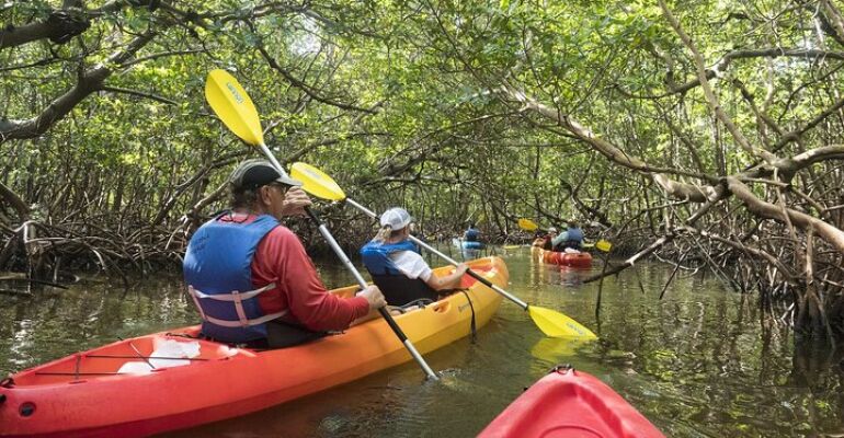 Naples Mangrove Kayaking Wildlife Adventure