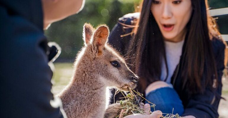 Port Stephens Dolphin Cruise and Wildlife Adventure