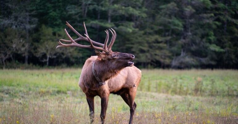 Asheville Elk and Waterfall Photo Tour