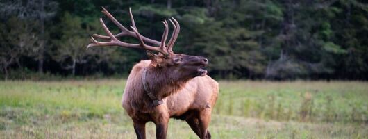 Elk & Waterfall Photo Tour w/ Photography Lessons