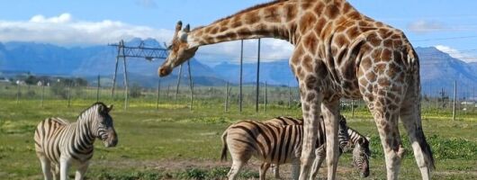 Giraffe House and Cheetah Outreach with Wine Private Tour