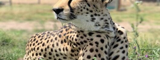 Small Group Cheetah Outreach and Award Winning Winelands Tour
