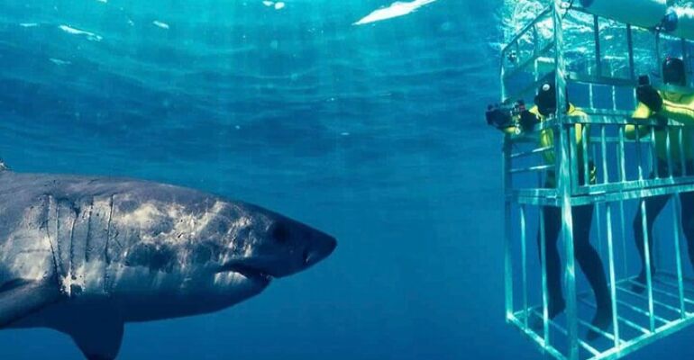 Cape Town Shark Cage Diving and Wine Tour