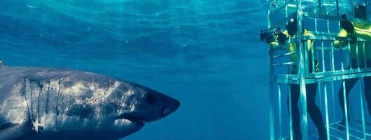 Shark Cage Diving with Winelands Private Tour from Cape Town