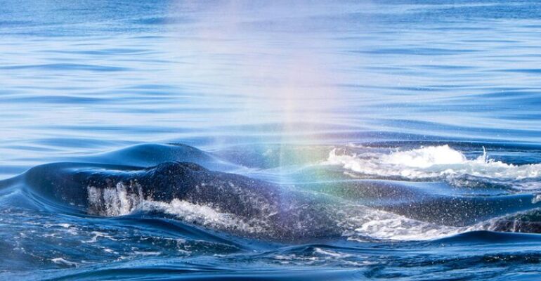 Waiʻanae Hawaiian Humpback Whale Watching Adventure