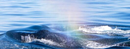 Semi-Private Boat Tours for Humpback Whale Watching in West Oahu