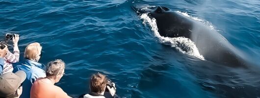 Oahu Whale Watch Tour & Waikiki Sunset Boat Tour