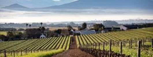 Half Day Winery Group Tour in Durbanville 
