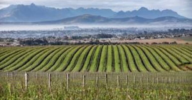 Durbanville Safari-Style Wine Tour Experience
