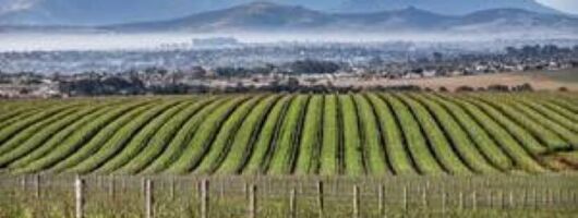 Durbanville Wine Valley Group Tour with Transfer