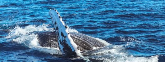  2Hour Whale Watching and Boat Cruise in Haleiwa Oahu Hawaii
