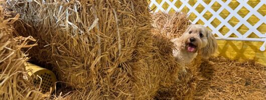 Hide & Seek Skills for Dogs at the Hay filled New York City Barn