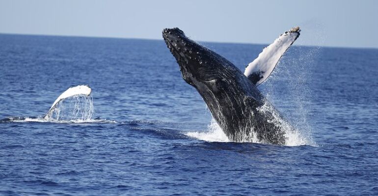 Oahu Humpback Whale Watching and Entertainment