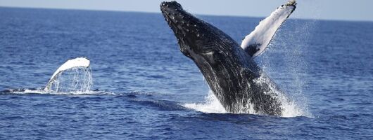 Waikiki Whale Watching with Coffee, Snacks & Hula Entertainment