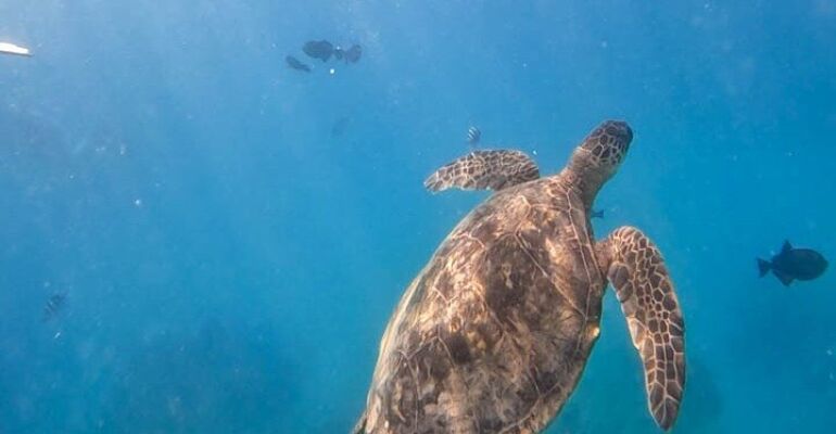 Oahu Turtle Canyon Snorkeling Adventure