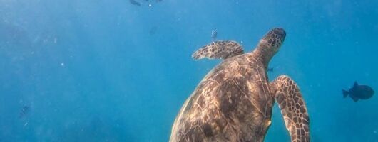 Paradise Honu Snorkeling Tour