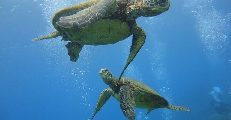 Waikiki Sea Turtle Snorkeling Adventure