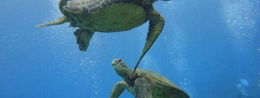 Paradise Honu Morning Snorkeling Tour