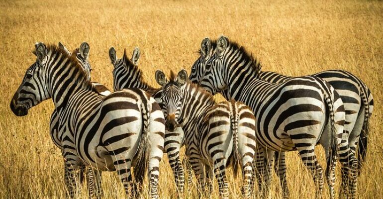 Cape Town Aquila Game Reserve Adventure