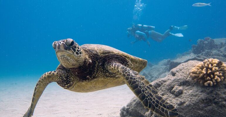 Oahu Personalized Scuba Diving Adventure