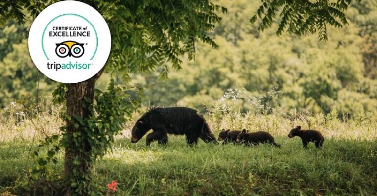 Banff Wildlife Backroads and Scenic Tour