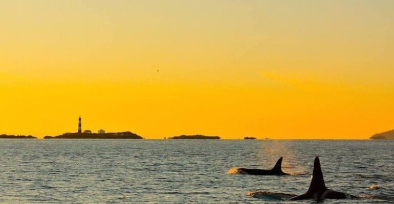 Victoria Sunset Whale Watching Adventure