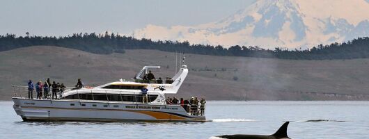 Victoria Whale and Wildlife Cruise